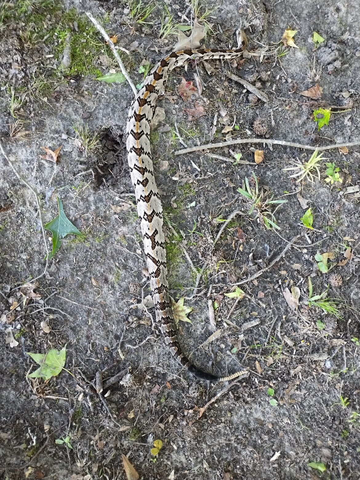 Rattle Snake…they make noise.